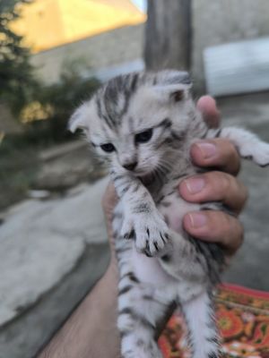 Скотишфолд шиншилла чисто кровь