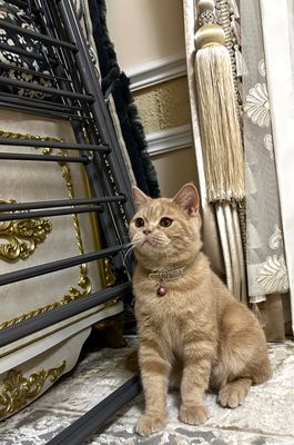 Скотиш страйт