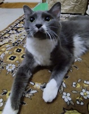 Mushuk hadyaga beriladi 1 yosh