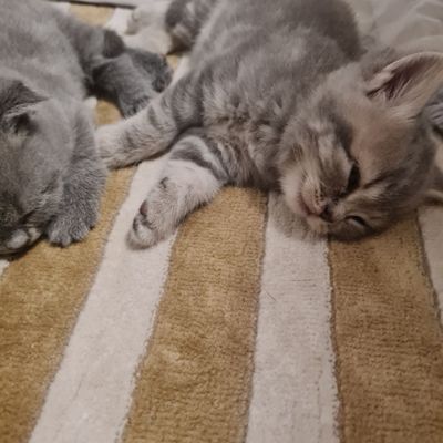 Продаётся Скотиш Фолд и Скотиш Страйт