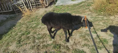 Duraga tagal sotiladi