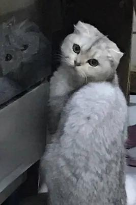 Британский серебристый шиншила