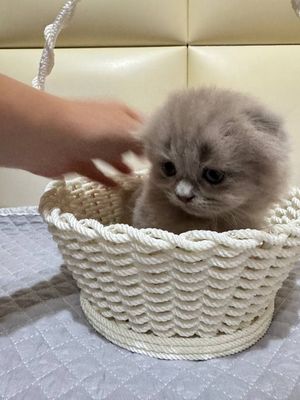 Котята от правильной вязке (договорная)