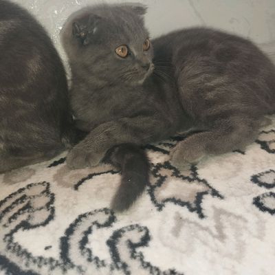 Zoti: Scottish Fold, aqlli lotok biladi