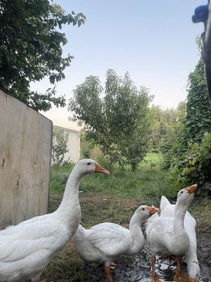 G’ozlar sotiladi