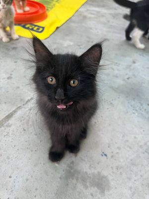 Бесплатно котята в добрые руки