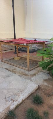 Srochni tovuq katak sotiladi