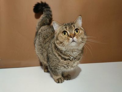 Манчкин (скоттиш килт)