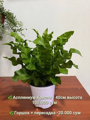Папоротник и др комнатные растения