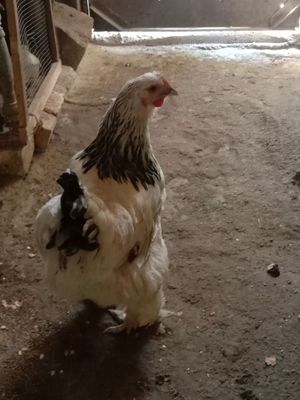 Продам молодых курей породы брама несут яйца