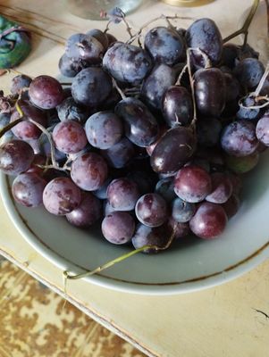 Домашние винограды, кисло сладкие, средние круглые,