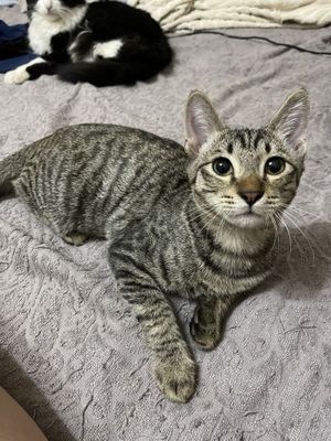 Чудесный котик в добрые ручки
