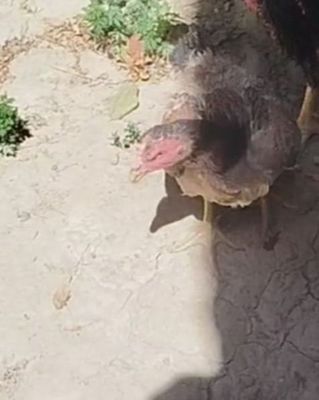 Dakan tovuqlar sotiladi!