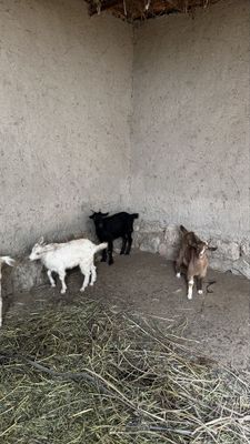 Echki bolalari sotiladi