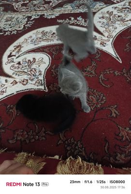 Скоттиш Фолд Шотландский