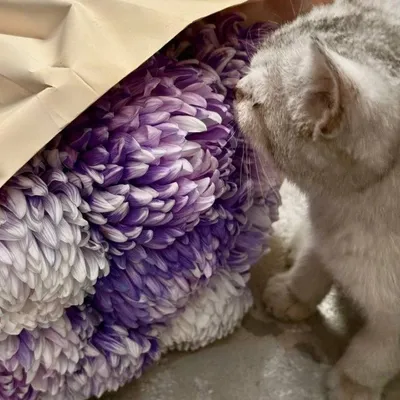 Мраморная шиншилла