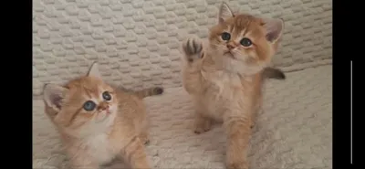 Продаются золотые шиншиллы.