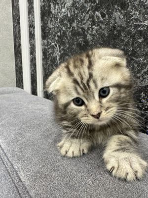 Тедди скотиш фолд шотладский мраморный окрас