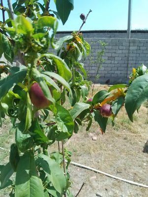 Продам Дачу 6 соток. Таш море