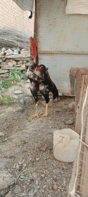 Dakan xoroz sotiladi