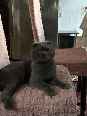 Кот и кошка продаются