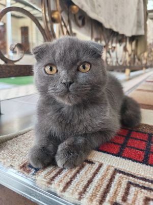 Scottish Fold toza zot