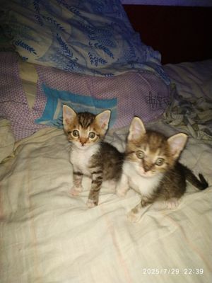 Продаются котята тигровой масти за символическую плату