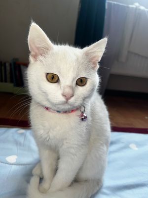 Британский зотдор мушик сотилади срочно