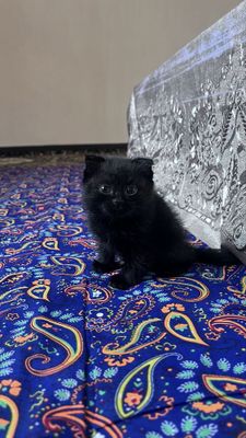Котик вислоухая шотландская
