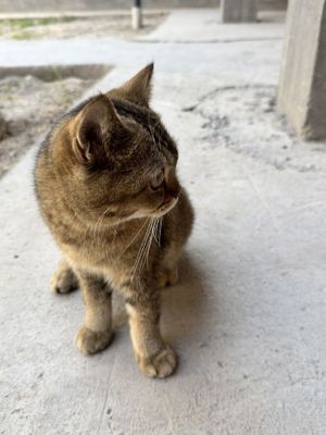Золотая шиншилла