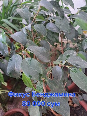Срочно продам комнатные растения