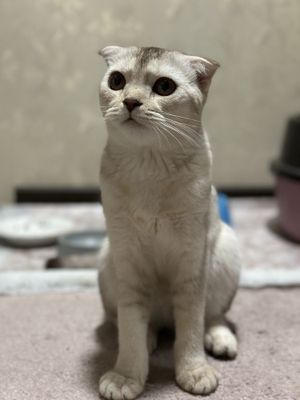 (Scottish Fold) шотладская вислоухая