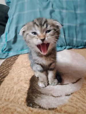 Продаются котята