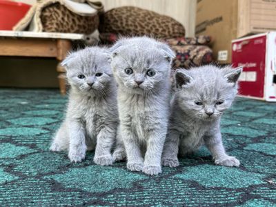Шотландские котята