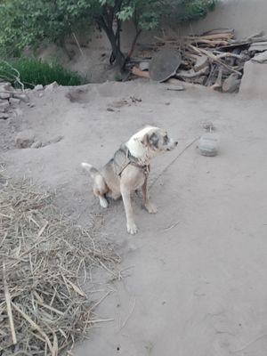 It bor yaxshi qaralgan