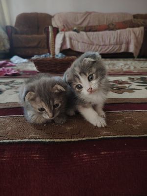 Mushukcha 2 yarim oylik Scottish fold chachishgan