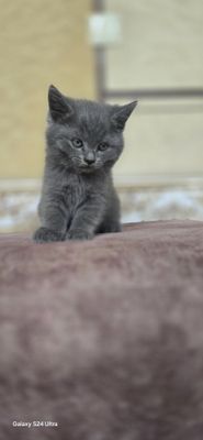 Срочно продаються котята