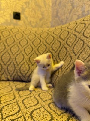 Шотландский скоттиш страйт 3 мальчик 1 девочка