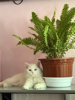 Turechkiy Angora oq va qora rangli