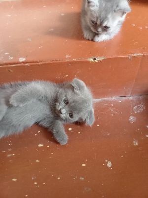 Британ мушукчалар