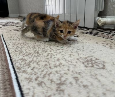 мушук боллари( котенок) сотилади