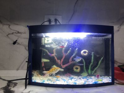 Akvarium baliqlari blan