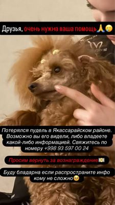Потерялась собака породы пудель
