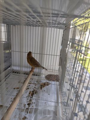 Канарейка Изабелла нар