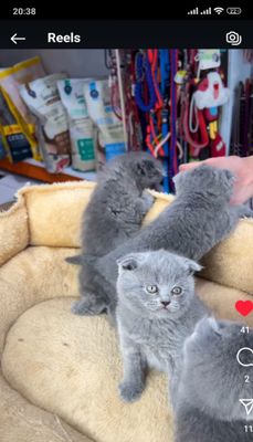 Кошечки " Скоттиш-фолд"