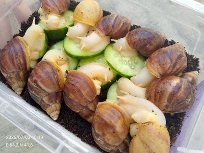 Ulitka sotiladi sogʻlom aktiv