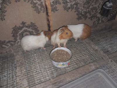 Hamster sotiladi