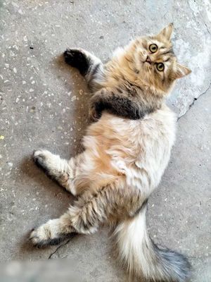 Срочно продам котики