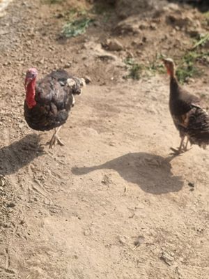 Kurkalar par 2 ta