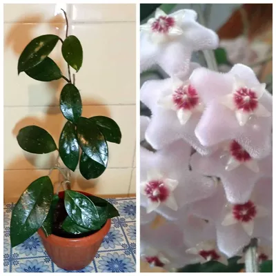 Продам. Хойя - красиво цветущее растение.